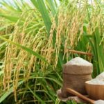 Ngày 24/7: Giá lúa gạo tại Đồng bằng sông Cửu Long duy trì ổn định, nông dân an tâm sản xuất
