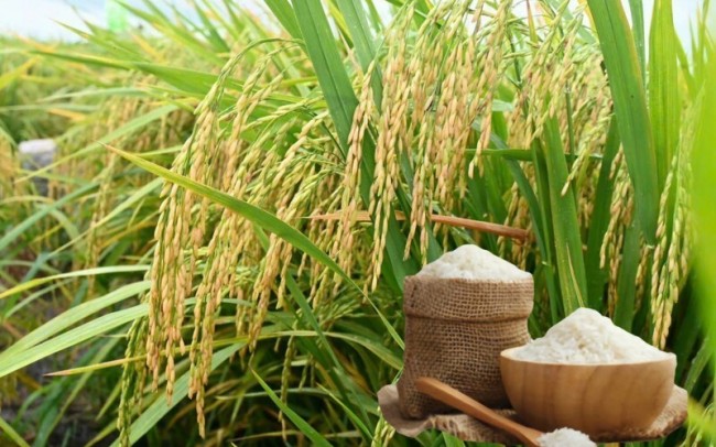 Ngày 24/7: Giá lúa gạo tại Đồng bằng sông Cửu Long duy trì ổn định, nông dân an tâm sản xuất