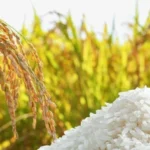 Ngày 25/8: Giá lúa gạo tại Đồng bằng sông Cửu Long ít biến động, thị trường ổn định chờ vụ mới