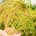 Cập Nhật Giá Lúa, Gạo Ngày 23/10: Thị Trường Đồng Bằng Sông Cửu Long Biến Động Trái Chiều